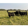 Image 8 : Douglass Bros. Ranching - 625# November Delivery Steer Calves - 100 Head (Gem, AB)