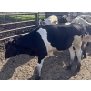 Image 13 : Wavy Lake Farming Co. - 635# Holstein Steers - 15 Head (Heisler, AB)