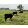 Image 19 : Malarky Farms - 35 Black/Black X Cow/Calf Pairs (Newdale, MB)