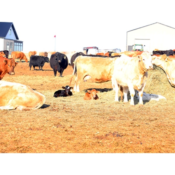 Black Powder Cattle Company - 35 June Delivery Exotic X Pairs (Oxbow, SK)