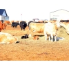 Image 1 : Black Powder Cattle Company - 35 June Delivery Exotic X Pairs (Oxbow, SK)