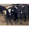 Image 2 : Aart Beekman - 985# November Delivery Heifers - 200 Head (Readymade, AB)