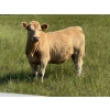 Image 4 : Midpoint Farms - 900# October Delivery Grass Heifers - 210 Head (Drayton Valley, AB)