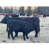 Image 4 : 20X Ranch Ltd. - 550# November Delivery Heifer Calves - 95 Head (Hedley, BC)