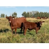 Image 9 : Kokay Farms Ltd. - 685# November Delivery Steer Calves - 120 Head (Rosemary, AB)