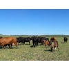 Image 5 : Northwest Cattle Company - 450# September Delivery Steer Calves - 220 Head (Woking, AB)