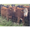 Image 14 : K6 Farms - 1000# Sept/Oct Delivery Grass Steers - 210 Head (Buck Lake, AB)