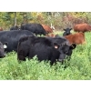 Image 8 : Kingsclere Ranch - 570# October Delivery Steer Calves - 100 Head (Parson, BC)