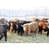 Image 3 : Martee Farm & Ranch - 780# January Delivery Steers - 150 Head (Midale, SK) VBP+