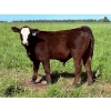 Image 5 : Bar 27 Stock Farm - 625# September Delivery Steer Calves - 50 Head (Spruce View, AB) VBP+