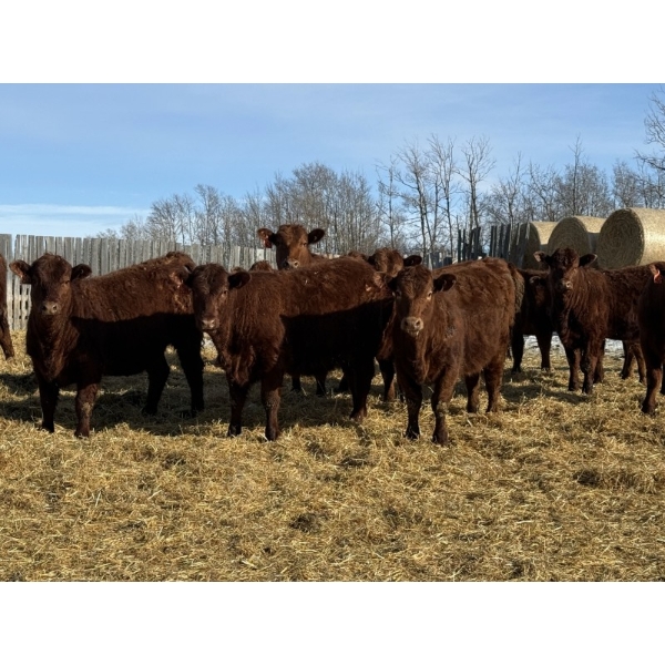 Jordan Livestock - 35 Red Simm/Angus X Replacement Heifers (Rimbey, AB)