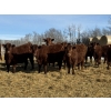 Image 1 : Jordan Livestock - 35 Red Simm/Angus X Replacement Heifers (Rimbey, AB)