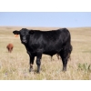 Image 2 : Bar 15 Ranch Ltd. - 620# October Delivery Steer Calves - 81 Head (Claresholm, AB)