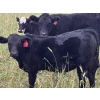 Image 4 : J & S Winchester Cattle Co. - 770# November Delivery Steer Calves - 82 Head (Leslieville, AB)