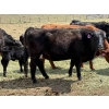 Image 5 : Kingsclere Ranch - 40 Angus X Pairs (Parsons, BC)