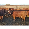 Image 2 : Fleming Bros. Livestock - 640# October Delivery Steer Calves - 70 Head (Rainier, AB)