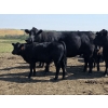 Image 6 : Twin Arrows Ranch - 585# October Delivery Steer Calves - 105 Head (Erskine, AB)