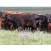 Image 5 : L & J Ranch - 550# October Delivery Steer Calves - 70 Head (Harptree, SK)