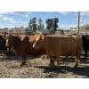 Image 2 : Garth & Theresa Kauppi - 1550# September Delivery Cows - 35 Head (Eckville, AB)
