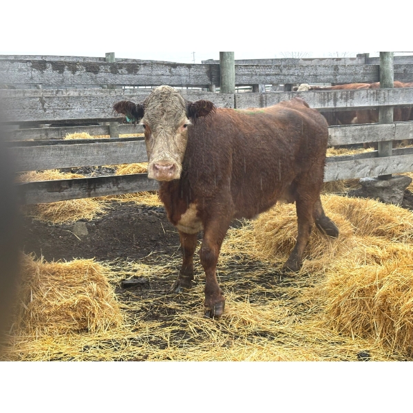 Donnelly Estate Dispersal - 3 Middle-Aged Cows (Pen 526)