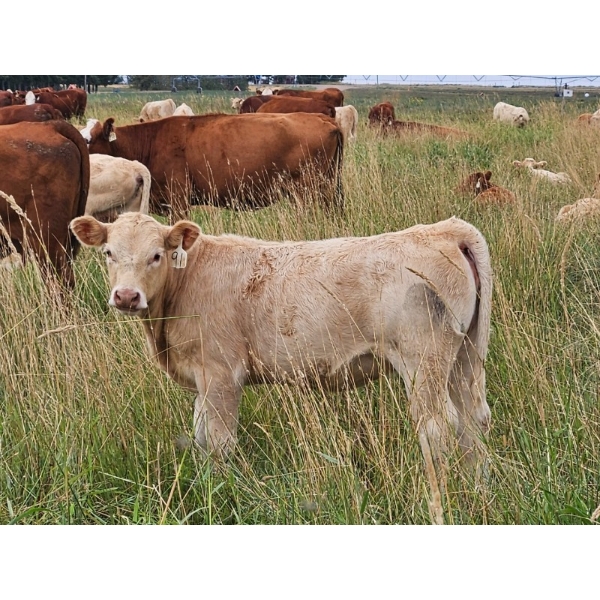 J&E Farms Ltd. - 620# Heifer Calves - 80 Head (Tilley, AB)