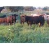 Image 10 : Tanner Grose & Robin Poole - 910# September Delivery Grass Heifers - 68 Head (Moosomin, SK)