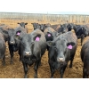 Image 18 : PSV Farms Ltd. - 880# May Delivery Heifers - 32 Head (Enchant, AB)