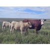 Image 9 : Logan Brothers (Rod, Barry & Bruce) - 670# October Delivery Heifer Calves - 85 Head (Oyen, AB)