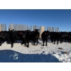 Image 2 : Gerald Retzlaff - 25 Black Angus/Black Angus X Bred Heifers (Fairlight, SK)