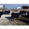Image 3 : Rock Creek Cattle Co. Ltd. - 610# December Delivery Weaned Heifers - 40 Head (Nanton, AB) VBP+