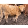 Image 3 : Doerksen Farms - 1000# August Delivery Heifers - 63 Head (Gem, AB)
