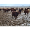 Image 4 : Raymond Land & Cattle - 760# March Weaned Steers - 180 Head (Hazenmore, SK)