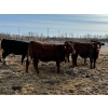 Image 4 : Luke & Jen Smith - 650# March Delivery Heifers - 92 Head (Rhein, SK)
