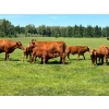 Image 3 : Chad Harden - 640# October Delivery Steer Calves - 95 Head (Pigeon Lake, AB)