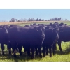 Image 9 : Saddle Ridge Ranching - 970# Sept/Oct Delivery Grass Heifers - 63 Head (Strathmore, AB)