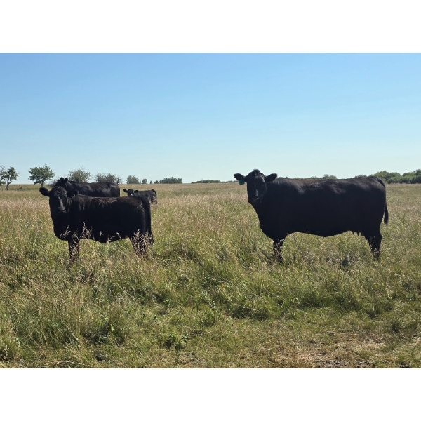 AJS Ranch - 700# October Delivery Heifer Calves - 82 Head (Botha, AB)