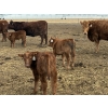 Image 5 : South Ridge Simmentals - 20 Red/Red X 1st Calf Pairs (Picture Butte, AB)