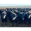 Image 3 : Habraken Farms Ltd. - 860# March Delivery Heifers - 72 Head (Scandia, AB)