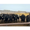 Image 2 : Little Rainbow Ranch - 750# May Delivery Heifers - 162 Head (Moosomin, SK)