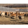Image 5 : Reilly Lake Ranching - 900# March Delivery Weaned Heifers - 140 Head (Lloydminster, AB)