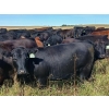 Image 4 : JT Cholin Farms - 825# September Delivery Grass Heifers - 75 Head (Biggar, SK)