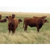 Image 6 : Jeff & Bonnie Resch - 1025# September Grass Steers - 122 Head (Coville, SK)