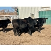 Image 2 : Cornerglen Ranching (Deschamps) - 5 Black Angus X April/May Calving Bred Heifers (Crestomere, AB)