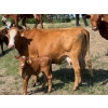 Image 12 : Lee Johnston - 35 Red/Red X Cow/Calf Pairs (Welwyn, SK)