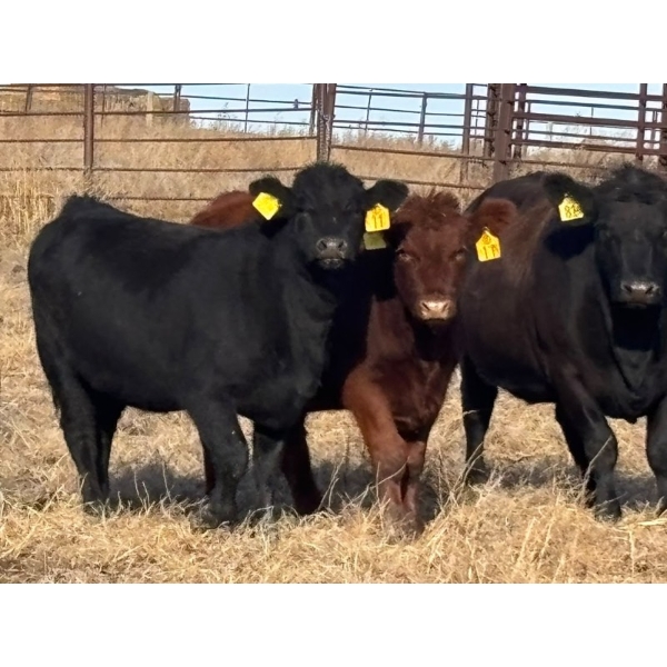 Lance & Lisa Howg - 760# October Delivery Steer Calves - 80 Head (Enchant, AB)