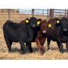 Image 1 : Lance & Lisa Howg - 760# October Delivery Steer Calves - 80 Head (Enchant, AB)