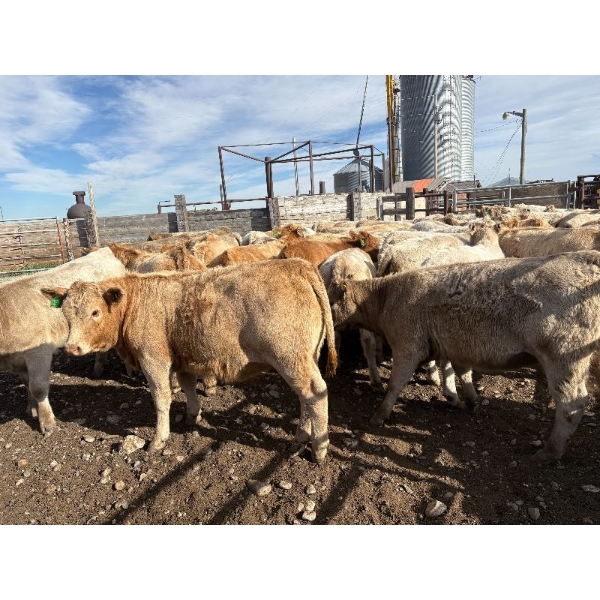 Lowe Ranches - 697# October Delivery Heifer Calves - 89 Head (Nanton, AB)