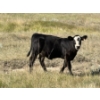 Image 8 : Rommens Farm Ltd. - 525# October Delivery Heifer Calves - 80 Head (Brooks, AB)
