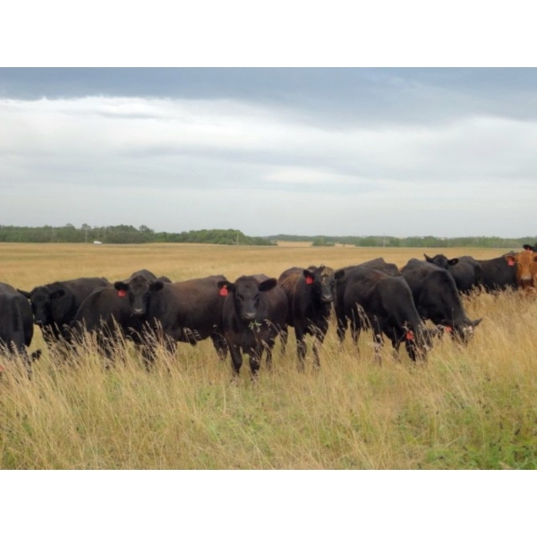 Jim Glanville - 975# Sept/Oct Grass Steers - 64 Head (North Battleford, SK)
