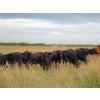 Image 1 : Jim Glanville - 975# Sept/Oct Grass Steers - 64 Head (North Battleford, SK)